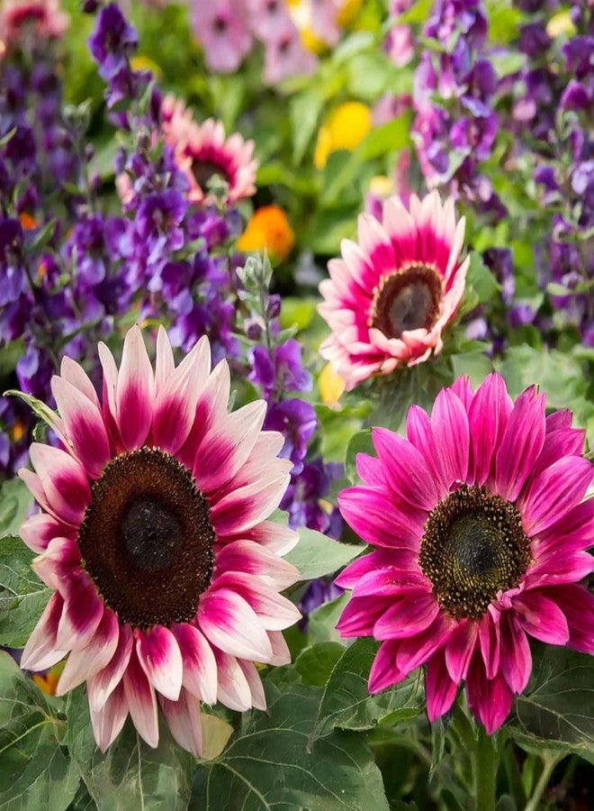 ZEshops 50pcs Rare Strawberry Pink Sunflower Seeds - Non-GMO Heirloom, Easy Grow Instructions Included - Unique Garden Addition - Image 2