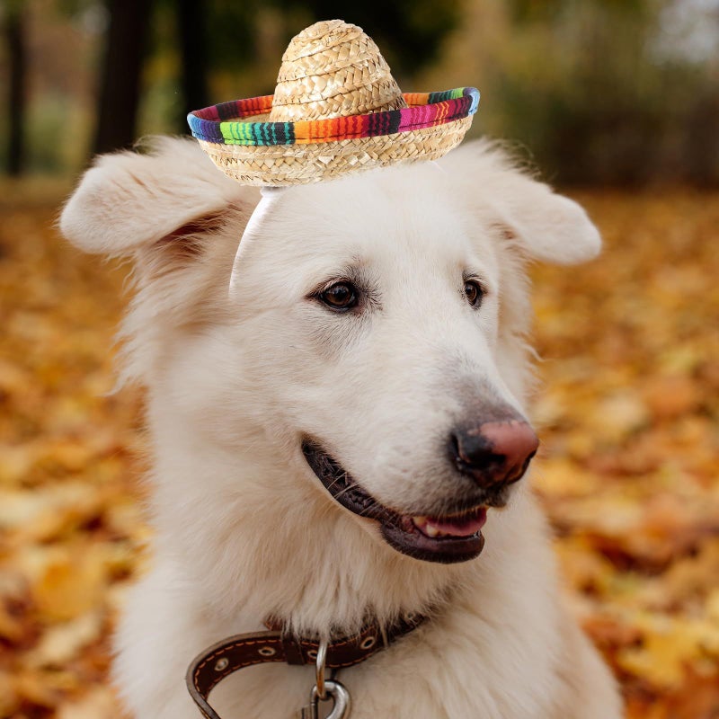 Beaupretty Straw Hat Pet Headband 16cm Diameter Festive Dog Costume Photo Prop - Image 4