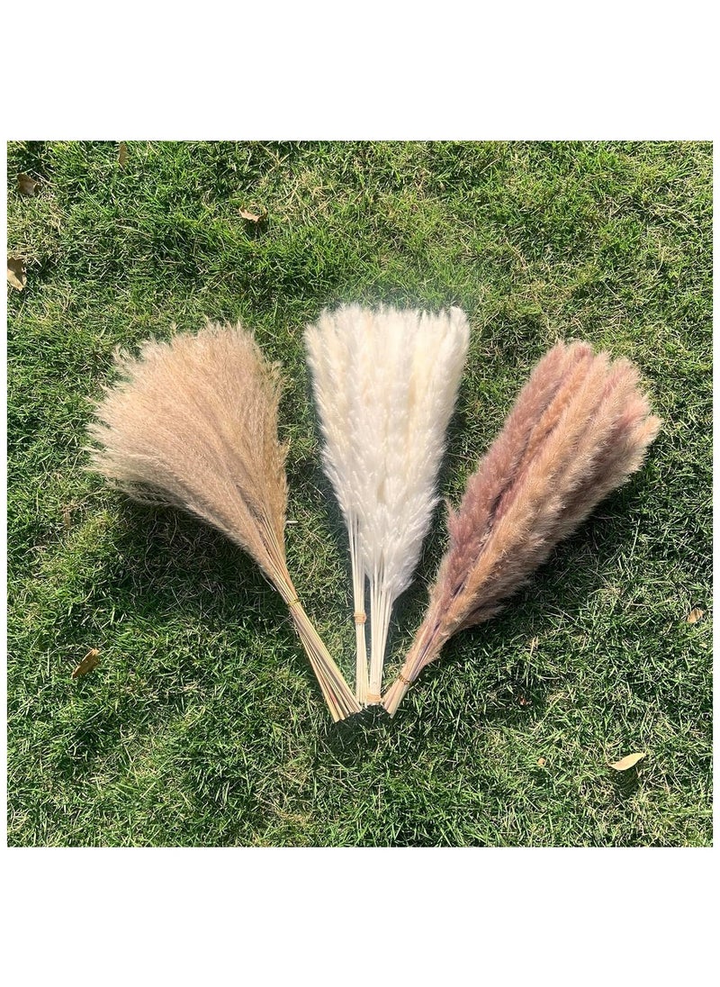 Generic Natural Dried Pampas Grass Bouquet Brown White Reed Pampas Floral Arrangements Decorations for Home Room Office Party Decor (60PCS)  - Image 4