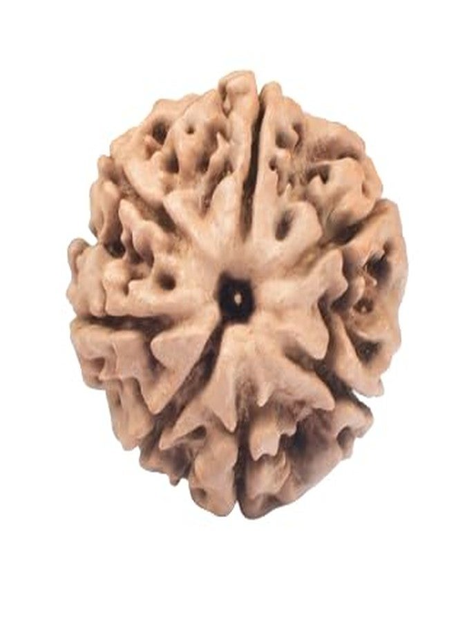 TRINETRA GEMS STONE Superb 7 Mukhi Rudraksha With Capping From Nepal Certified By Lab Precious Sat Mukhi Rudraksha Brown Seven Face Rudraksha For Men And Women - Image 1