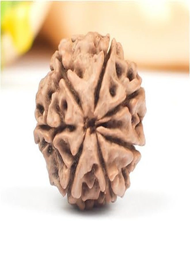 TRINETRA GEMS STONE Superb 7 Mukhi Rudraksha With Capping From Nepal Certified By Lab Precious Sat Mukhi Rudraksha Brown Seven Face Rudraksha For Men And Women - Image 3