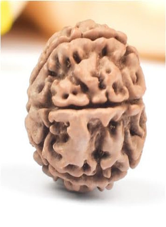 TRINETRA GEMS STONE Superb 7 Mukhi Rudraksha With Capping From Nepal Certified By Lab Precious Sat Mukhi Rudraksha Brown Seven Face Rudraksha For Men And Women - Image 2