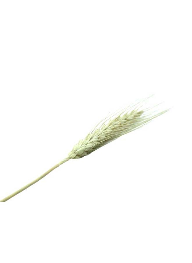 Generic Natural Dried Multi-Coloured Wheat Grass Bouquet Bundle (200, Natural)  - Image 3