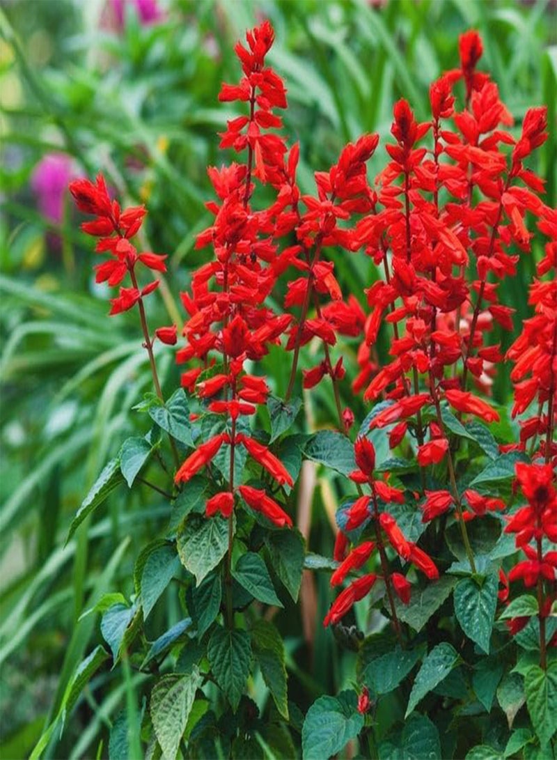 GGOOT Flower Native Texas Sage Scarlet 20 Non-GMO, Heirloom Seeds - Image 1