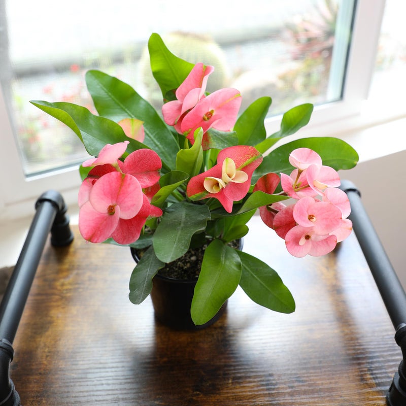 Plants for Pets Euphorbia Crown of Thorns Plant Decor, Perennial Plants Ready to Plant, Cactus Plants Live Houseplants, Outdoor Plants Live House Plants Live Plants Indoor Plants Live Houseplants by Plants for Pets - Image 3