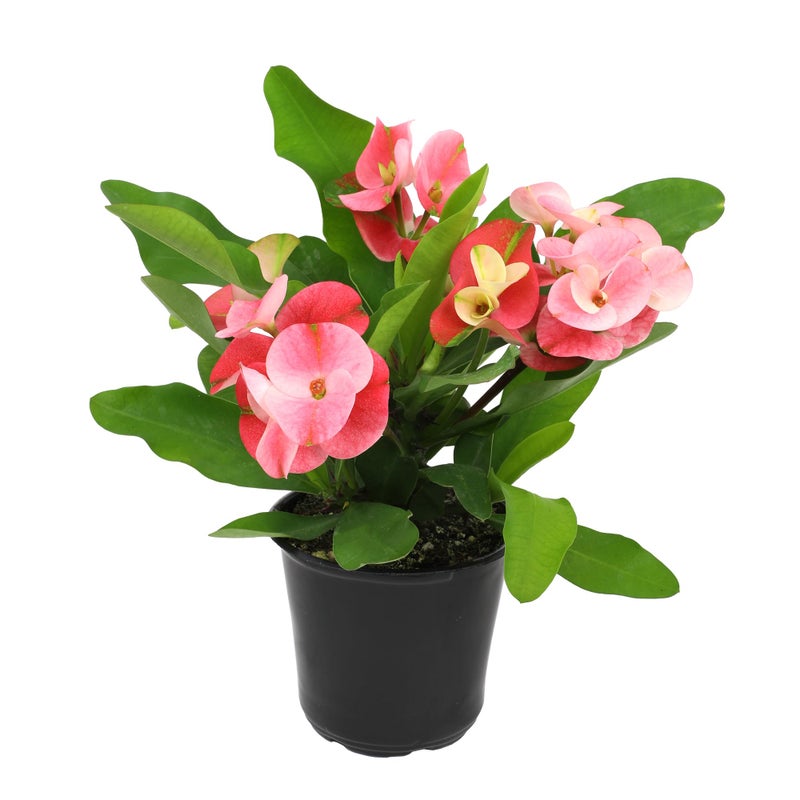 Plants for Pets Euphorbia Crown of Thorns Plant Decor, Perennial Plants Ready to Plant, Cactus Plants Live Houseplants, Outdoor Plants Live House Plants Live Plants Indoor Plants Live Houseplants by Plants for Pets - Image 1