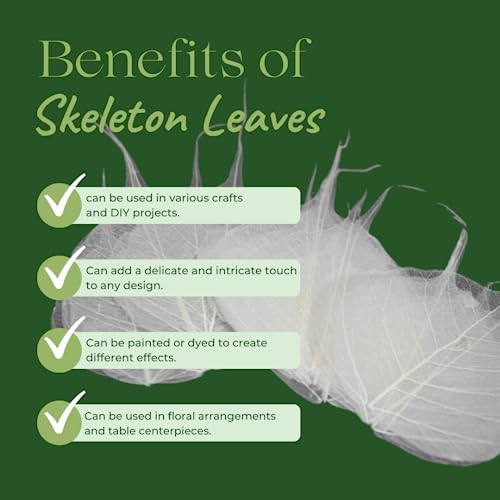 Gachwala Natural Skeleton Leaves (Pack of 50 Leaves), Leaf Skeleton, Dry Leaf Veins for Craft Decor/Card Making/Invitations/Gift Tags DIY Craft Tools (White) - Image 5
