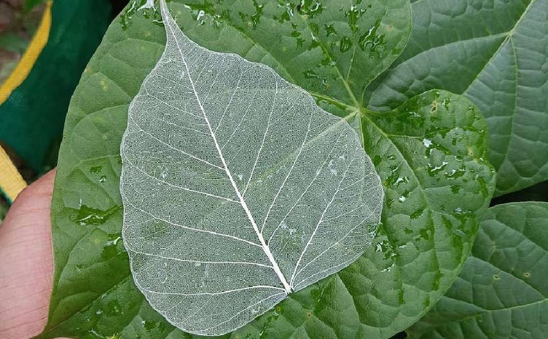 Gachwala Natural Skeleton Leaves (Pack of 50 Leaves), Leaf Skeleton, Dry Leaf Veins for Craft Decor/Card Making/Invitations/Gift Tags DIY Craft Tools (White) - Image 3