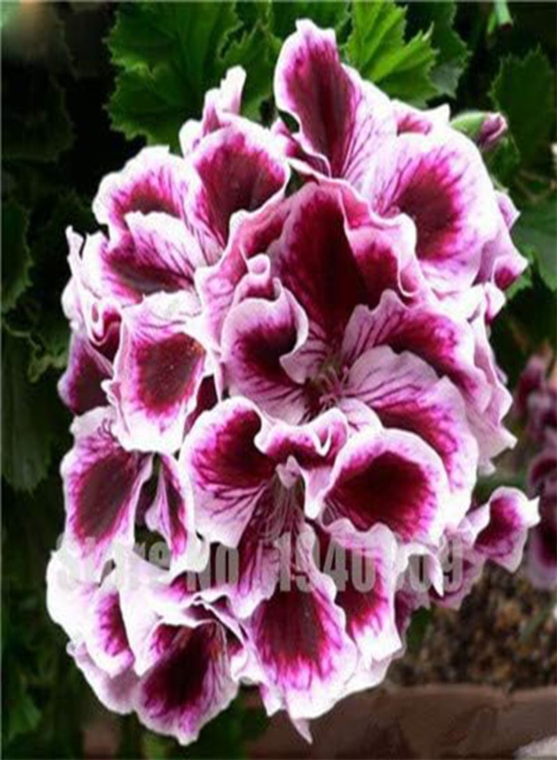 GGOOT Fresh 10 Pcs Geranium Flower Seeds for Planting Red White - Image 1