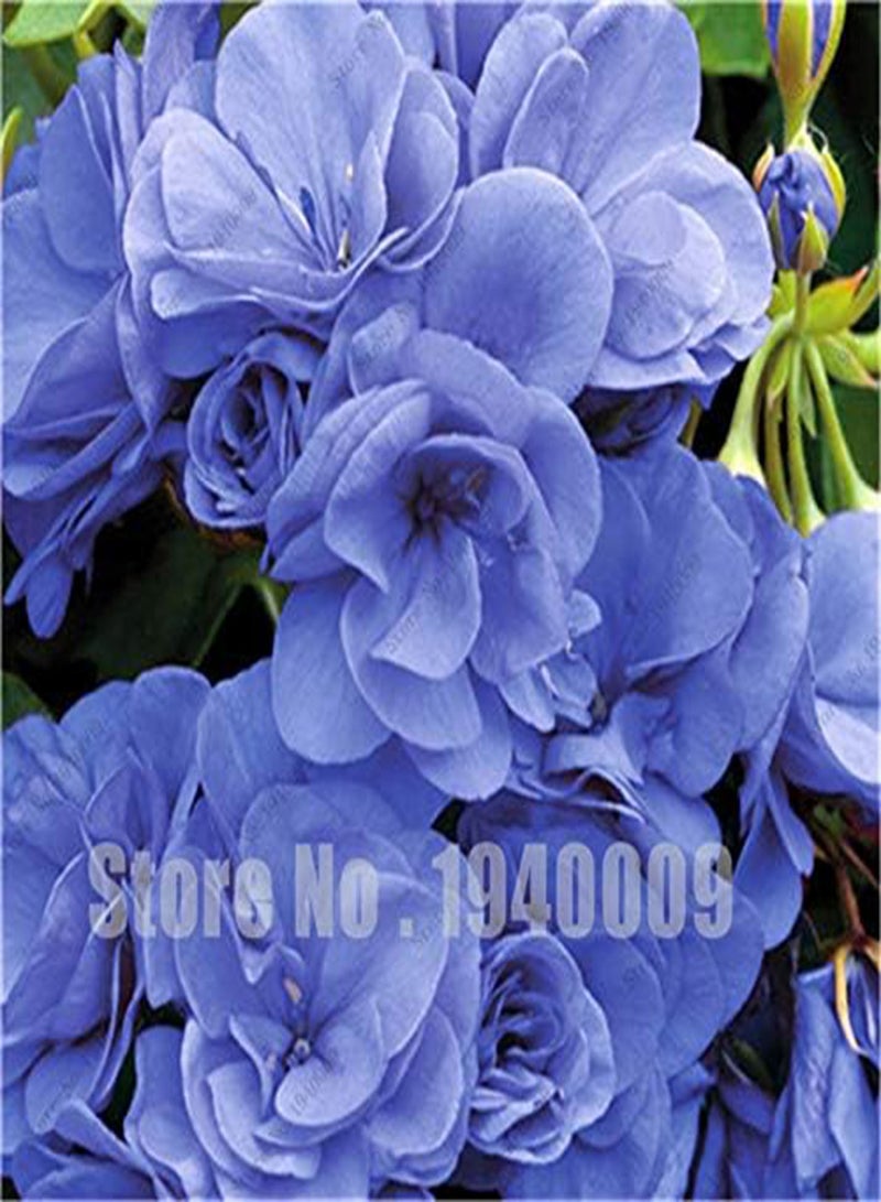 GGOOT Fresh 10 Pcs Geranium Flower Seeds for Planting Red White - Image 4