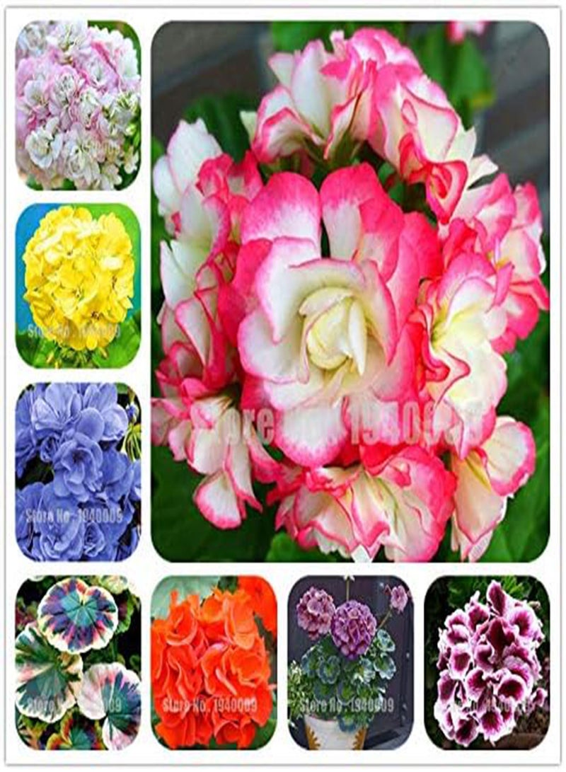 GGOOT Fresh 10 Pcs Geranium Flower Seeds for Planting Red White - Image 2