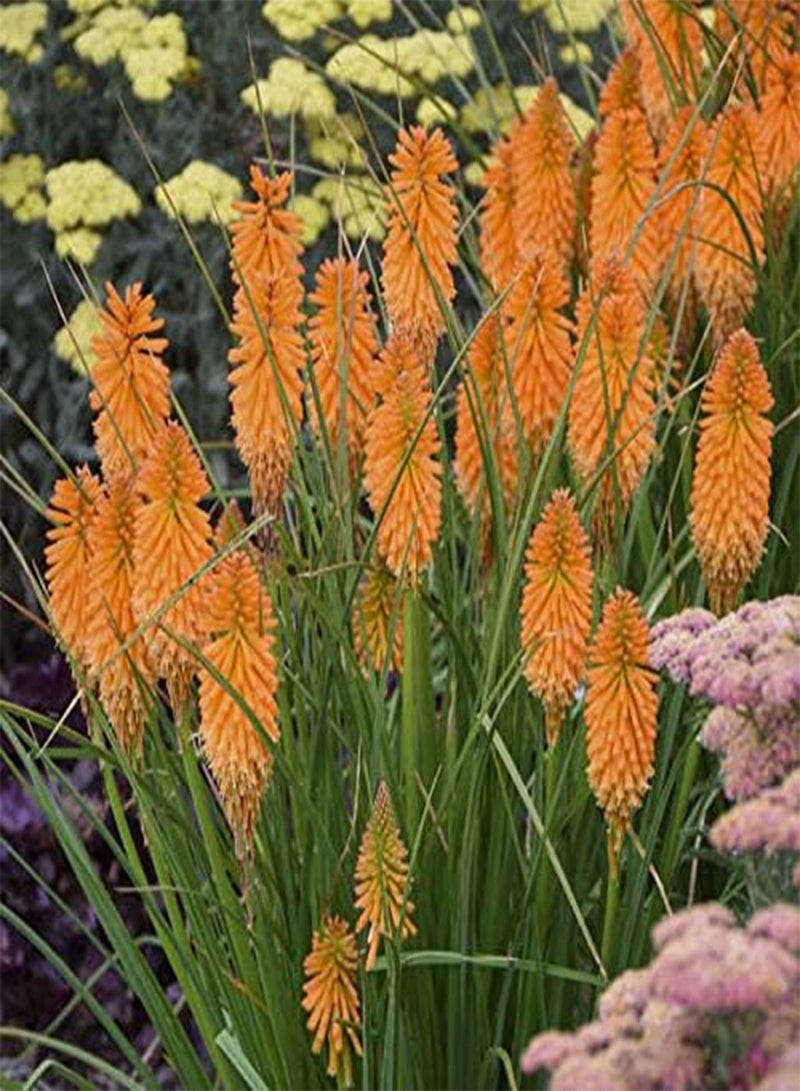 GGOOT seeds Fresh 20 pcs Perennial Flower Seeds for Planting Light Orange