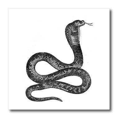 3dRose ht_37375_1 Black White Vintage Cobra Snake Iron on Heat Transfer 8 by 8 for White Material