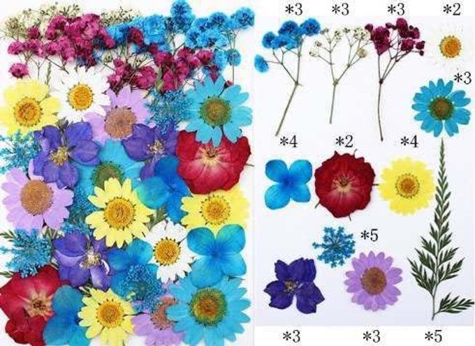 DRIED PRESSED REAL FLOWERS COLORFUL NATURAL DRIED FLOWERS DAISIES FOR CANDLES HANDMADE ART CRAFTS EPOXY DIY RESIN PENDANT JEWELLERY GIFTS ACCESSORIES NAIL ART