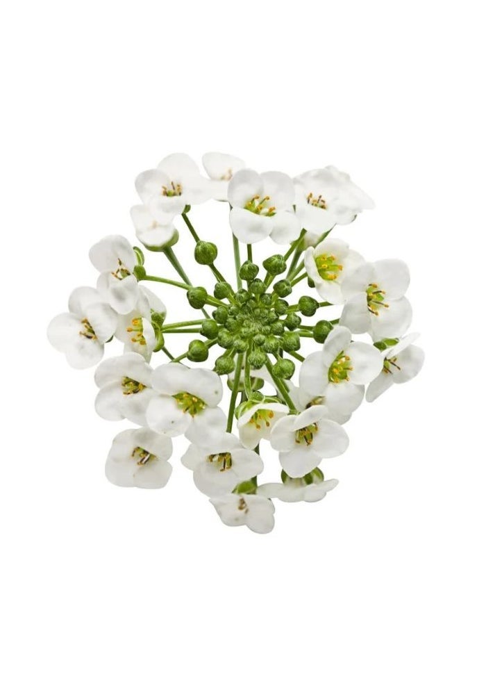 Sweet Alyssum White Edible Flowers - 10 Pcs