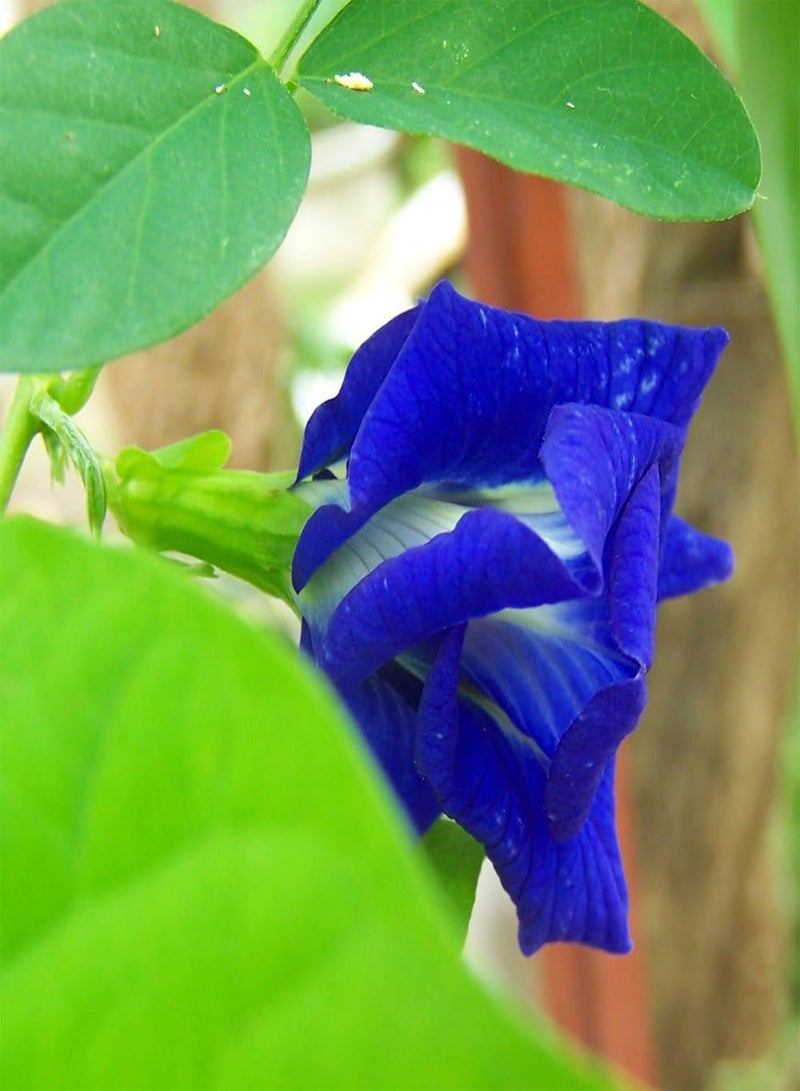 GGOOT Blue Butterfly Pea Vine 5 Seeds (Clitoria)- Double Blue Blloms,Fast Growing, Impressive
