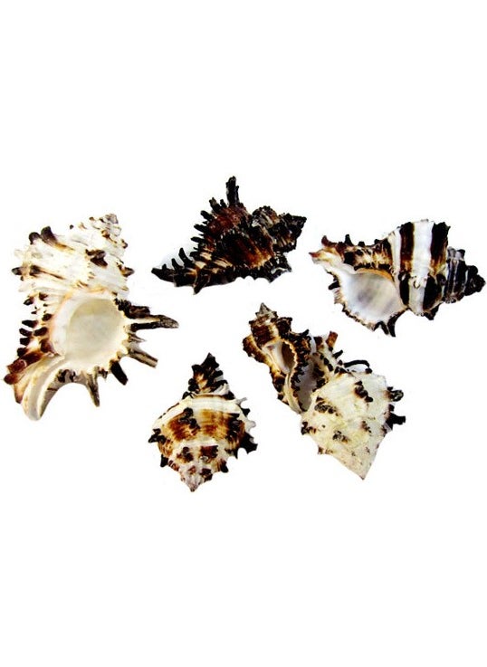 CICI Seashell Murex Indivia 