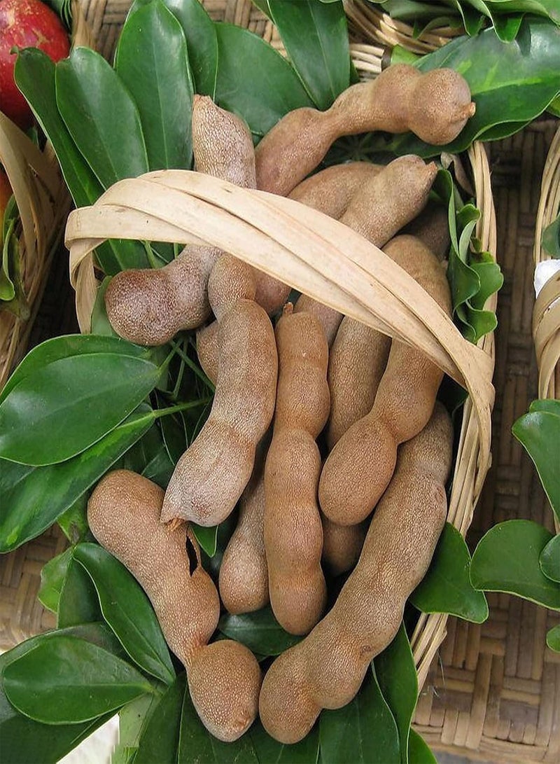GGOOT Fresh Fruit Seed with 10Pcs/Bag Tamarind Seeds Premium Sweet Prolific Excellent Producing Fruit Seeds for Planting Garden Yard Home Landscaping - Image 5