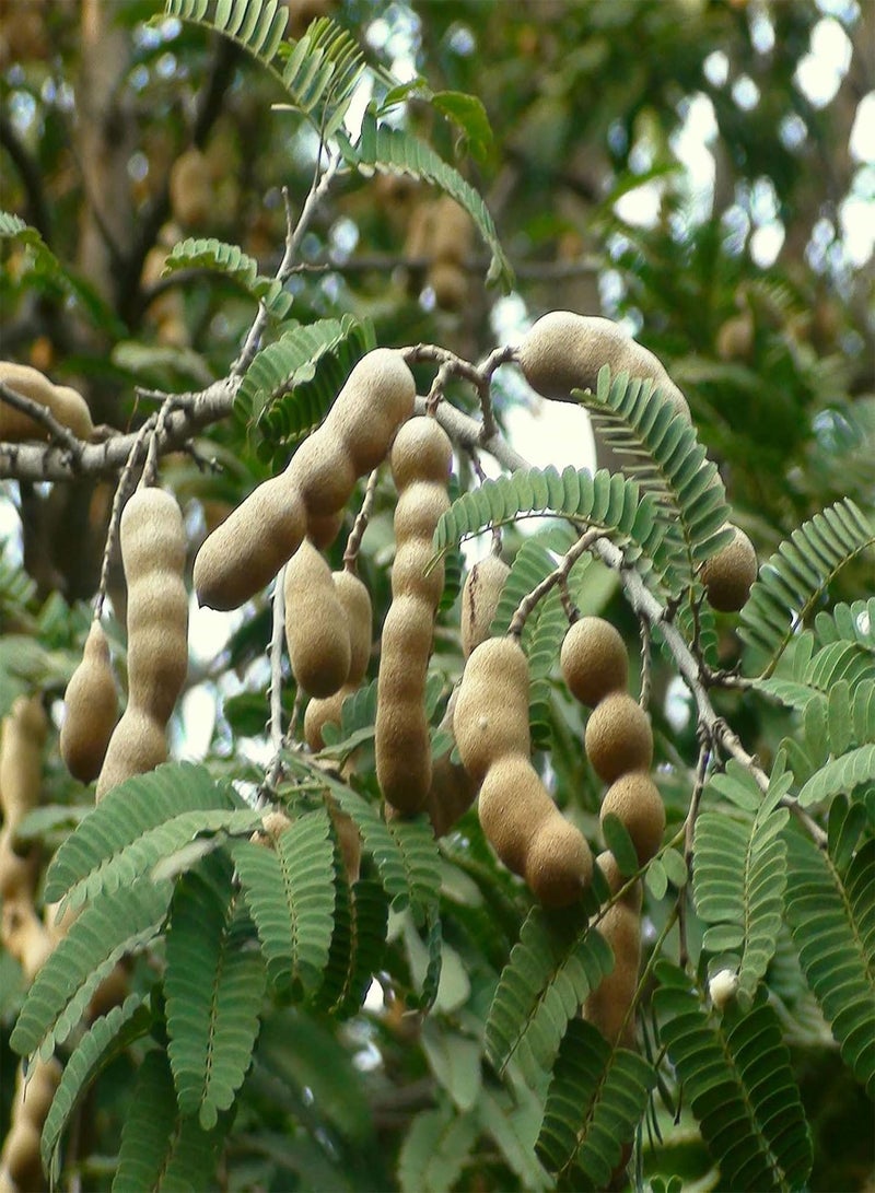 GGOOT Fresh Fruit Seed with 10Pcs/Bag Tamarind Seeds Premium Sweet Prolific Excellent Producing Fruit Seeds for Planting Garden Yard Home Landscaping - Image 1