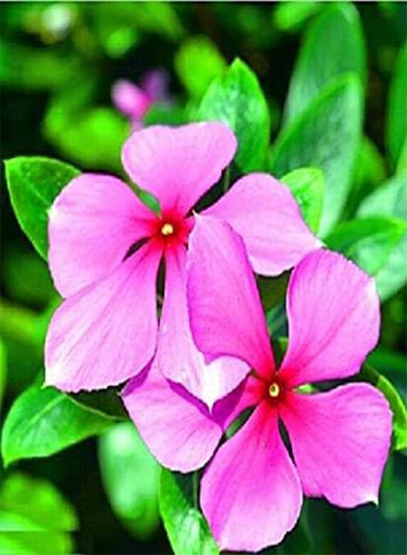 جي جوت 100 بذور زهرة البنفسج المختلطة - Image 3