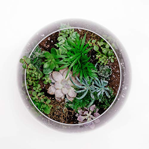 WGVI WGV Bowl Glass Vase, Diameter 10", Height 8", Open Width 6", (Multiple Sizes Choices) Clear Bubble Planter Terrarium Fish Bowl for Wedding Event Home Decor, 1 Piece (VBW0010) - Image 4