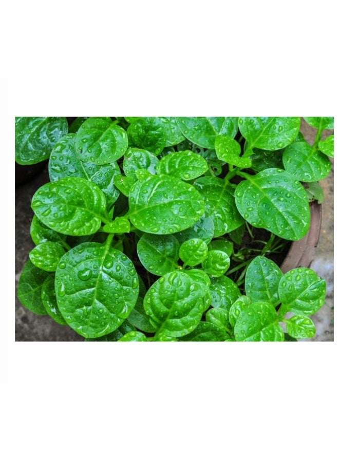100PCS Malabar Spinach Seeds For Home Garden Planting - Image 2