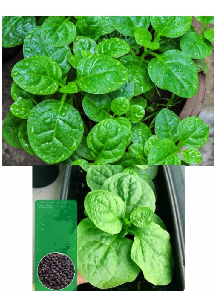 100PCS Malabar Spinach Seeds For Home Garden Planting - Image 1