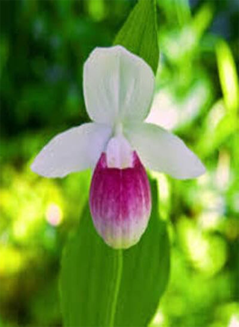 GGOOT 100pcs Fresh Lady Slipper Flower Seeds - Image 5
