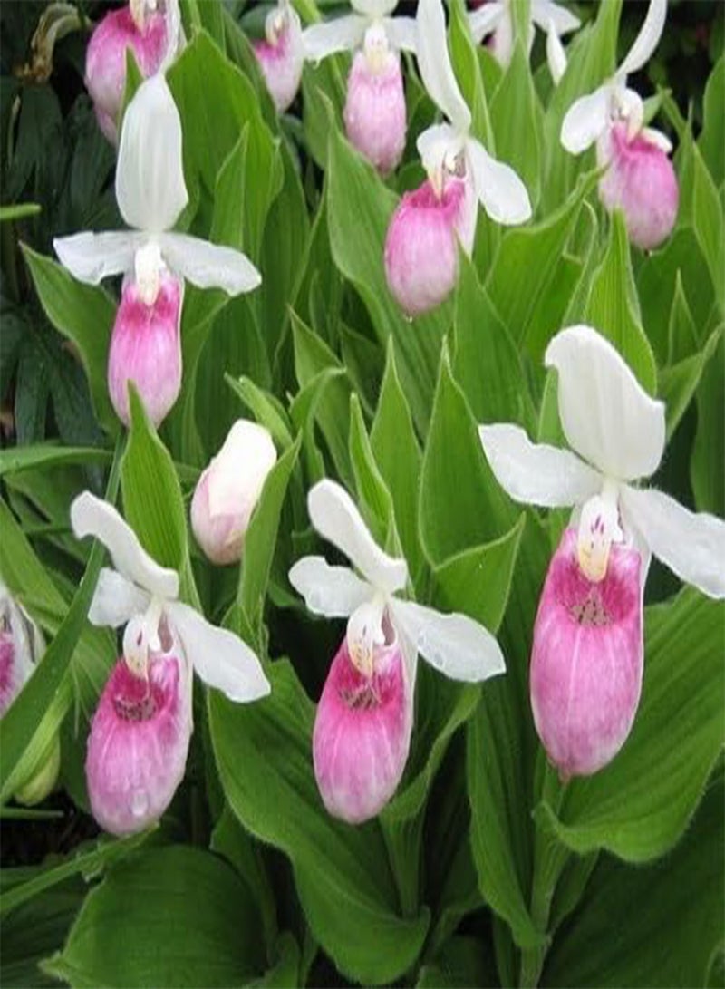 GGOOT 100pcs Fresh Lady Slipper Flower Seeds - Image 1
