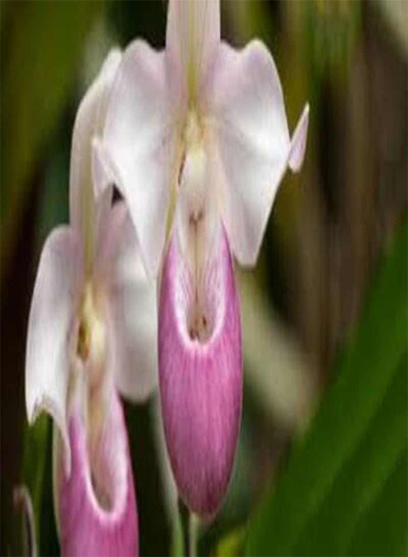 GGOOT 100pcs Fresh Lady Slipper Flower Seeds - Image 4