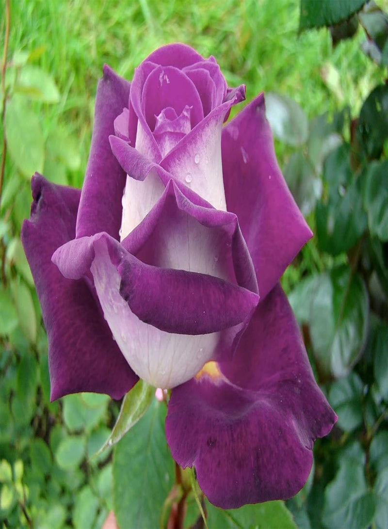 جي جوت بذور زهرة الورد الأبيض الأرجواني، أزهار نادرة جميلة لزراعة حديقة المنزل من شركة Heavy Torch (30 بذرة) - Image 1