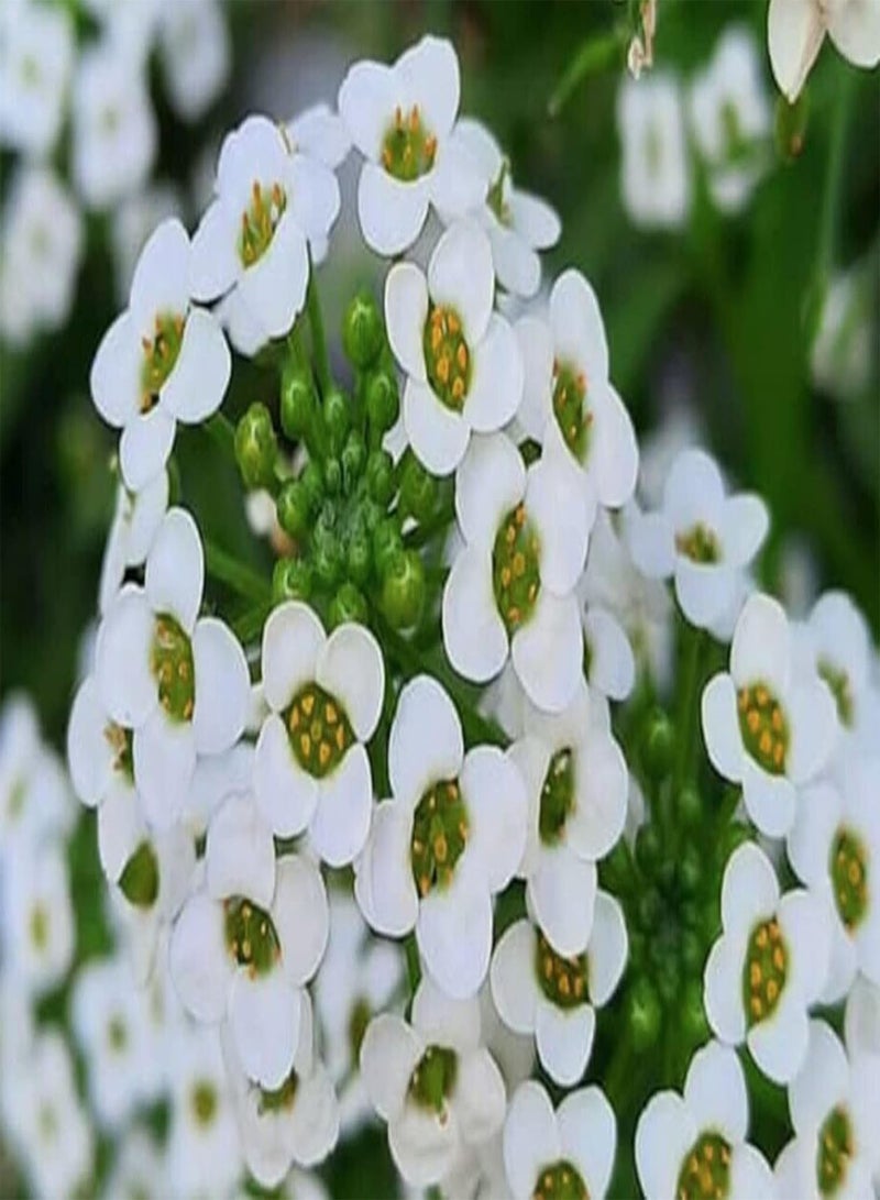 جي جوت 500 بذرة زهرة - أليسون - بنثاميا وايت