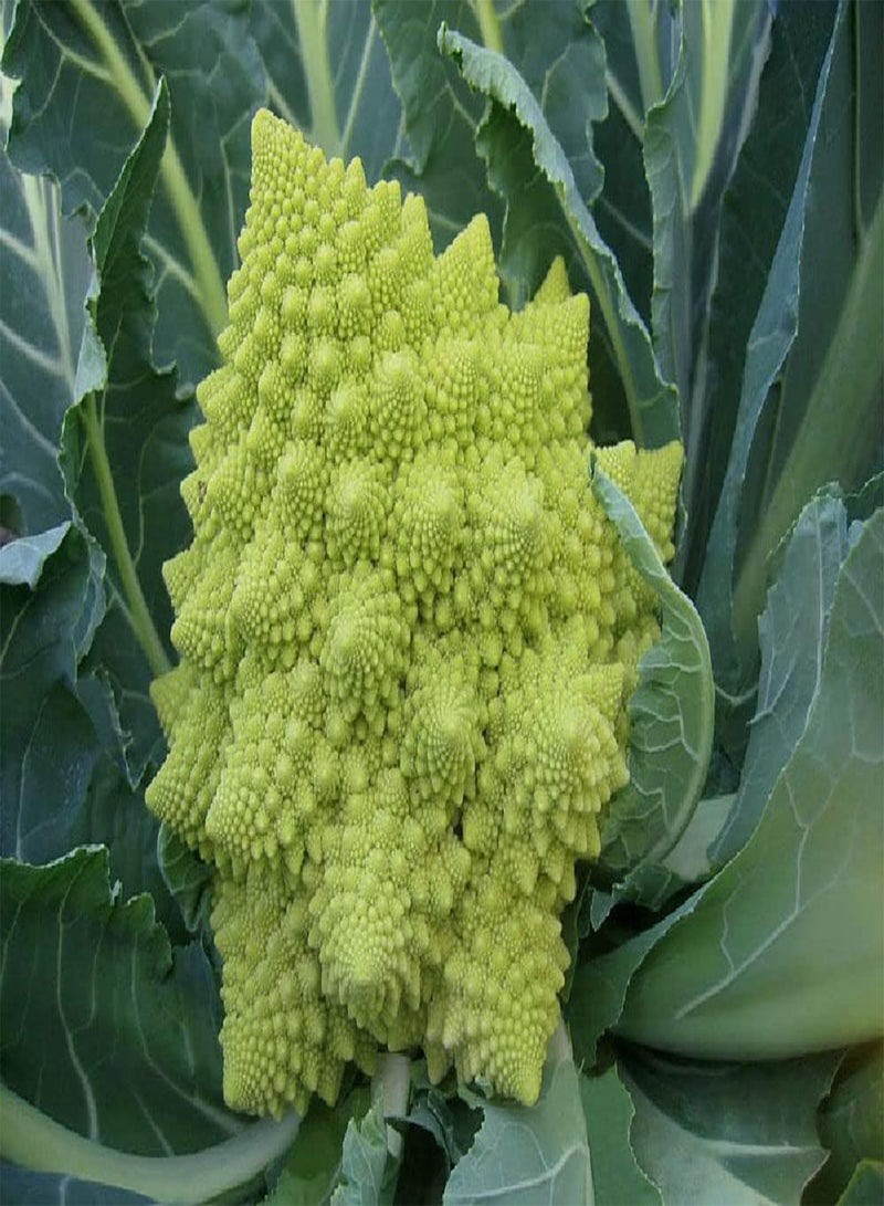 GGOOT Cauliflower, Romanesco 100 (3.33g's) Vegetable Seeds - Image 1