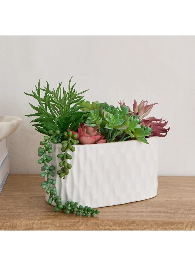 Home Box Ceilo Succulents Arrangement in Oval Ceramic Pot 20 x 11 x 20 cm