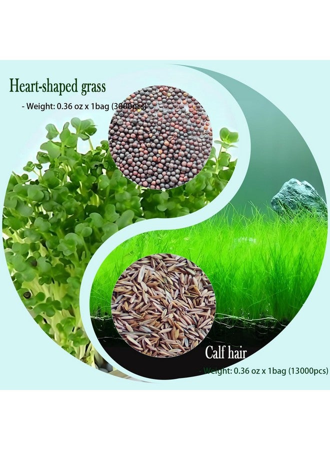 Generic 4 Pack Aquarium Plant S.e.e.ds, no Artificial Plastic Plant, Fish Tank Live Grass for All substrates (0.36ozTiny+0.36oz Long+0.36ozHeart-Shaped 0.35oz Big Dual) LZBSNI  - Image 3