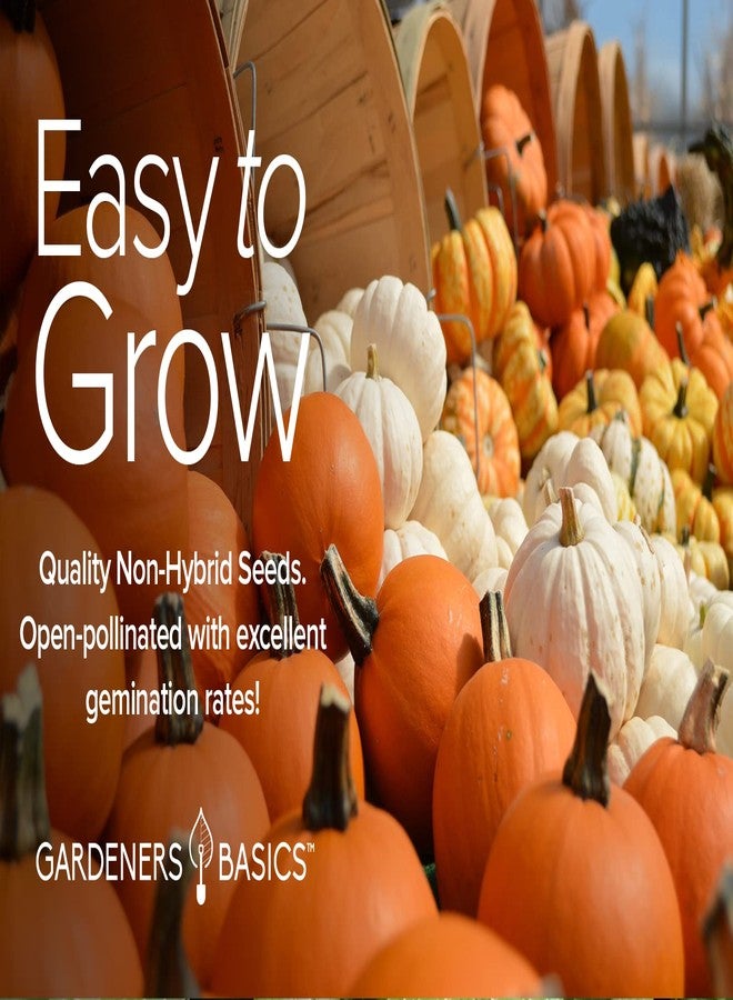Gardeners Basics أساسيات البستنة، بذور اليقطين للزراعة - 5 أنواع: بيبي بو، جاينت بيج ماكس، جاك بي ليتل، جاك أو لانترن، شوغر باي، مثالية لزراعة بذور اليقطين في الصيف والخريف. - Image 3