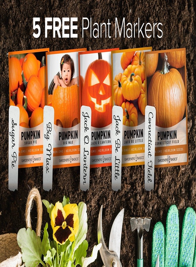 Gardeners Basics أساسيات البستنة، بذور اليقطين للزراعة - 5 أنواع: بيبي بو، جاينت بيج ماكس، جاك بي ليتل، جاك أو لانترن، شوغر باي، مثالية لزراعة بذور اليقطين في الصيف والخريف. - Image 2