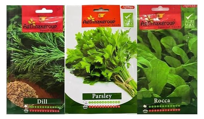 بذور روكا جارجير، بذور الشبت، البقدونس، بذور هجينة عالية الجودة، بذور نباتية عضوية غير معدلة وراثيًا لنباتات المنزل والحديقة، سهلة الزراعة مصنوعة في