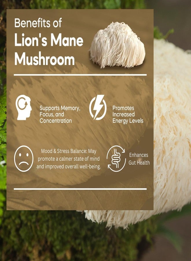 MUSHROOM ESSENCE خلاصة فطر عرف الأسد المجفف ٥٠ غرام | ثمرة نقية | نباتي، طبيعي | خالٍ من المواد المالئة والإضافات | يُستخدم تقليديًا لتحسين صفاء الذهن والصحة العامة - Image 5