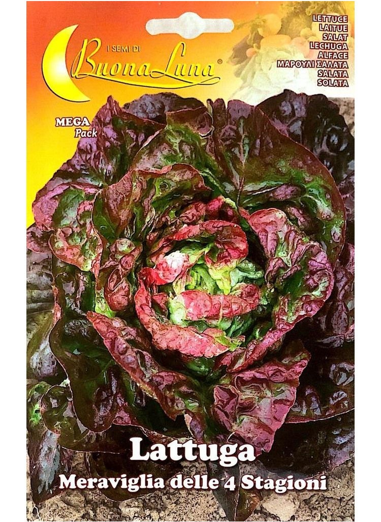 Buona Luna Lettuce seeds  - Image 1