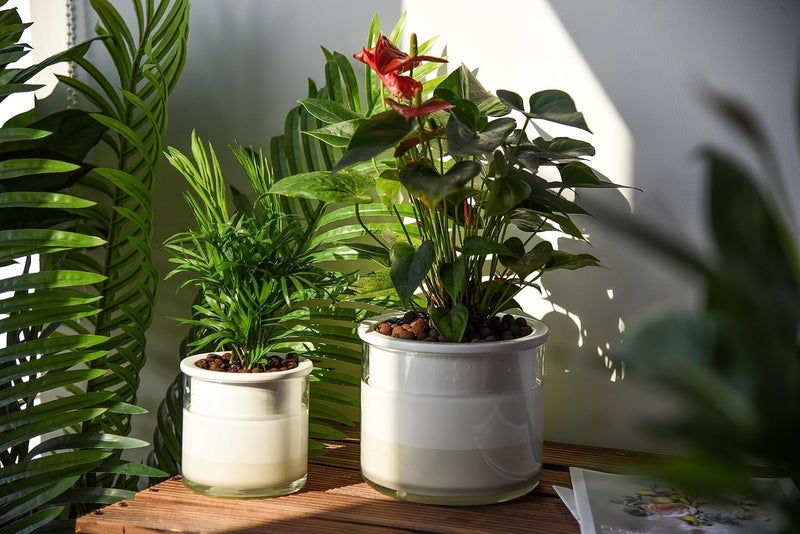 Phoenix Vine 6 Inch 4 Inch Self Watering Planter Pots, Design White Terracotta Pots for Plants, Indoor Cylinder Terra Cotta Pots with Glass Vase Set, 51-B-G - Image 2