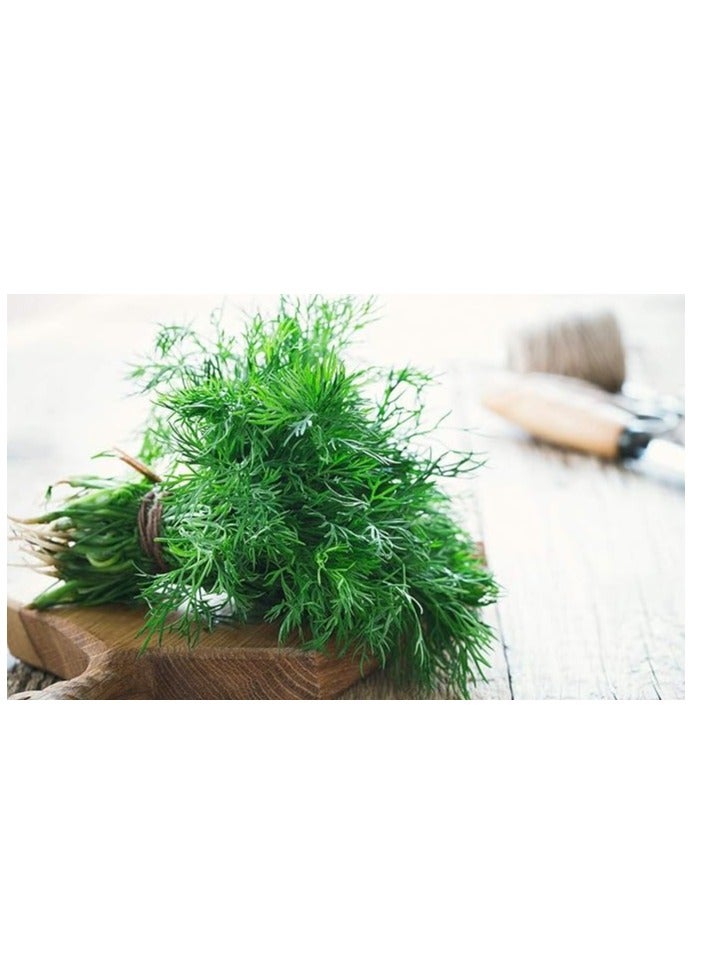 vsell24 3-Pack Dill Seeds (10g Each) - Non-GMO, Grow Fresh Dill at Home with High Purity & Germination Rate - Image 5