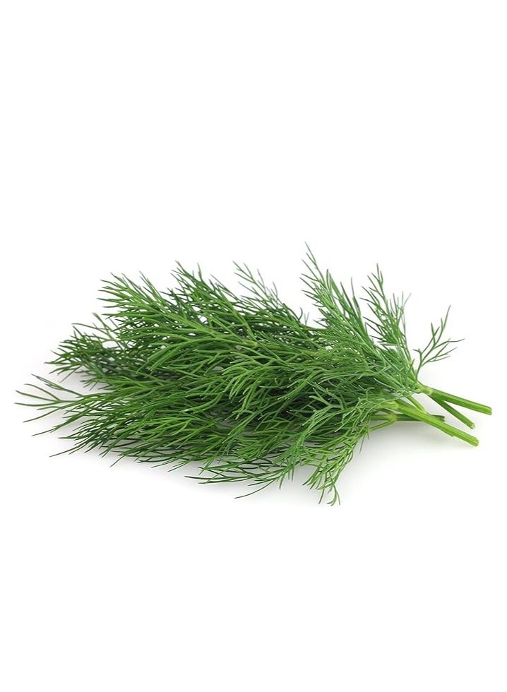 vsell24 3-Pack Dill Seeds (10g Each) - Non-GMO, Grow Fresh Dill at Home with High Purity & Germination Rate - Image 1