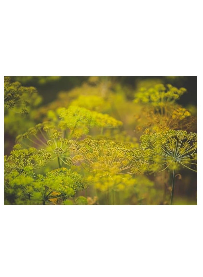 vsell24 3-Pack Dill Seeds (10g Each) - Non-GMO, Grow Fresh Dill at Home with High Purity & Germination Rate - Image 4
