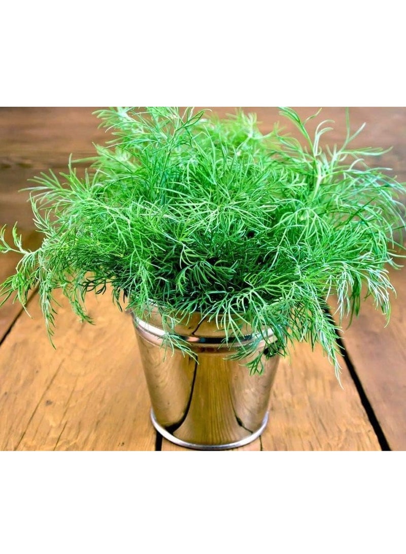 vsell24 3-Pack Dill Seeds (10g Each) - Non-GMO, Grow Fresh Dill at Home with High Purity & Germination Rate - Image 2