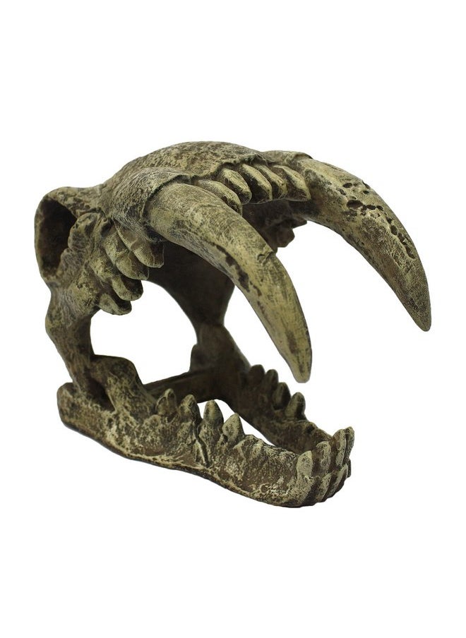 Komodo Komodo Larger Saber Tooth Skull  - Image 1