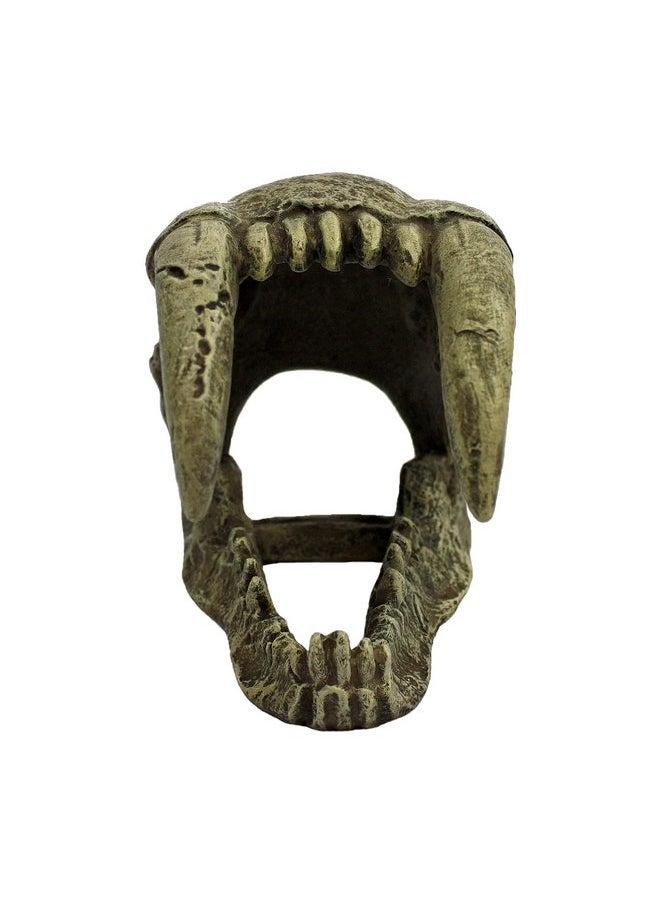 Komodo Komodo Larger Saber Tooth Skull  - Image 2