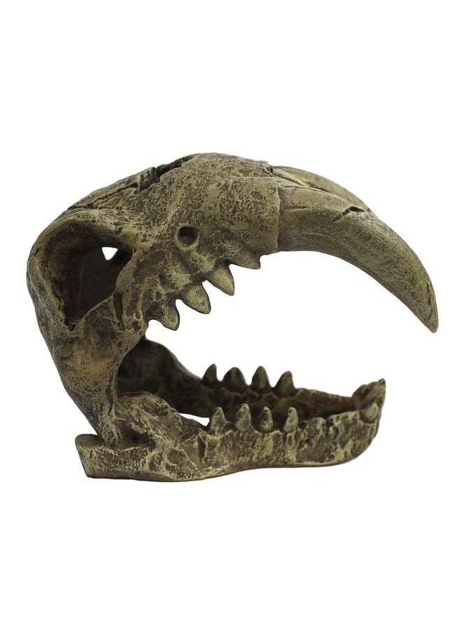 Komodo Komodo Larger Saber Tooth Skull  - Image 3