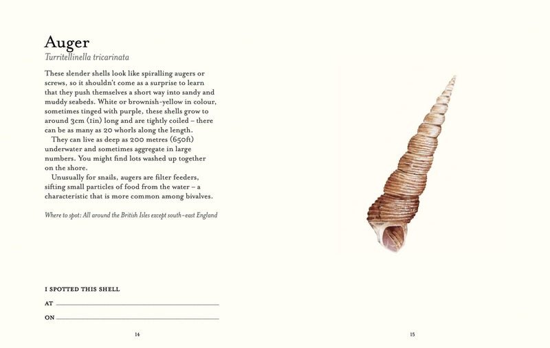 The Shell-spotter's Guide - Image 5