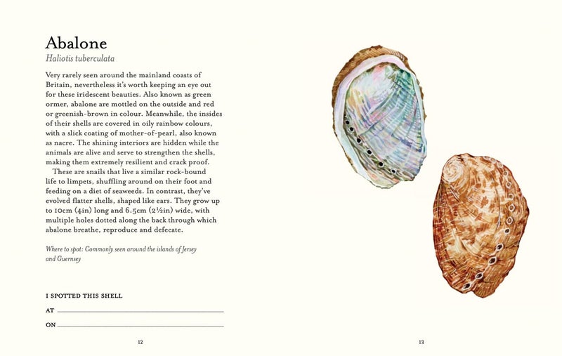 The Shell-spotter's Guide - Image 4